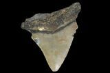 Bargain, Fossil Megalodon Tooth - North Carolina #91676-1